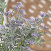 Dusk Lavender Buds Bush - 12"