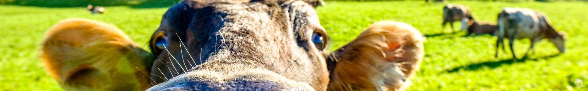 Cow • abilia