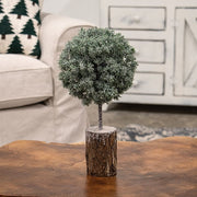 Frosted Balsam Fir Topiary - 12"