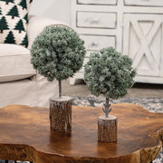 Frosted Balsam Fir Topiary - 12"