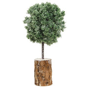 Frosted Balsam Fir Topiary - 12"