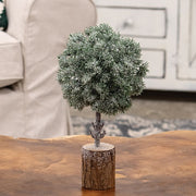 Frosted Balsam Fir Topiary - 10"