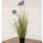 Potted Lily & Onion Grass