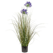 Potted Lily & Onion Grass