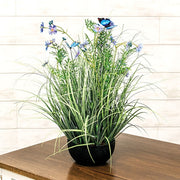 Potted Blue Cosmos with Onion Grass & Butterflies