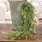 Cream Tipped Baby's Grass Hanging Bush - 34"