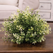 Cream Tipped Baby's Grass Half Sphere - 9" x 7"