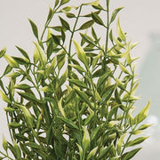 Cream Tipped Smilax Bush - 21"