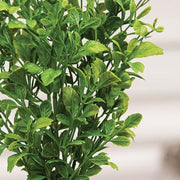 Evergreen English Boxwood Bush - 14"