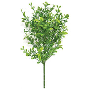 Evergreen English Boxwood Bush - 14"