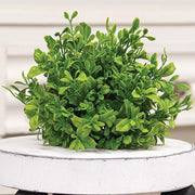 Evergreen English Boxwood Half Sphere - 9"x6"