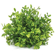 Evergreen English Boxwood Half Sphere - 9"x6"