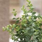 Dusty Mini Eucalyptus Bush - 13"
