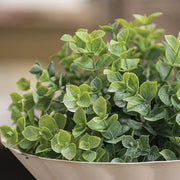 Dusty Mini Eucalyptus Half Sphere - 7.5"x5"