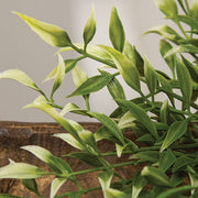 Sprouting Smilax Candle Ring - 3.25"