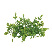 Fresh Sprouted English Boxwood Candle Ring - 1"