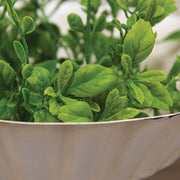 Fresh Sprouted English Boxwood Candle Ring - 1"