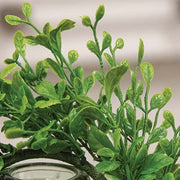 Fresh Sprouted English Boxwood Candle Ring - 3.25"