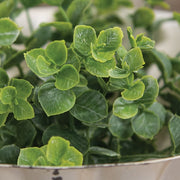 Baby Eucalyptus Candle Ring - 1"