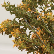 Golden Trumpet Bush - 19"