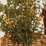 Golden Trumpet Bush - 13"