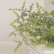 Icy Wild Asparagus Bush - 21"