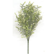 Icy Wild Asparagus Bush - 21"