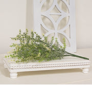 Icy Wild Asparagus Bush - 14"