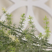 Icy Wild Asparagus Bush - 14"