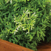 Forest Moss Half Sphere - 6 In