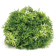Forest Moss Half Sphere - 6 In
