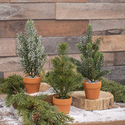Mini Pine Tree In Terra Cotta Pot - 10"  (3 Count Assortment)