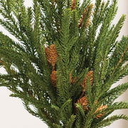 Soft Touch Austrian Pine Bush - 20"