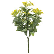 Yellow Jasmine Bush - 10 In