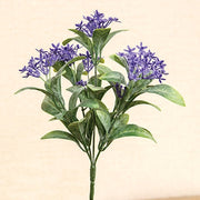 Purple Jasmine Bush - 10 In