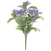 Purple Jasmine Bush - 10 In