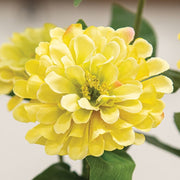 Yellow Zinnia Spray - 23.5"