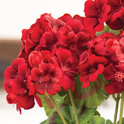 Red Geranium Bush - 18.5"