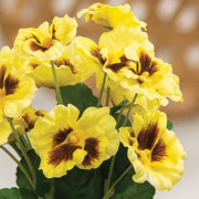 Yellow Pansy Bush - 12"
