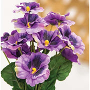 Purple Pansy Bush - 12"