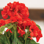 Mini Red Geranium Bush - 12.5"