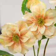 Apricot Scabiosa Spray - 25"