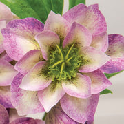 Violet Scabiosa Spray - 25"