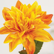 Sunrise Dahlia Stem - 27"H