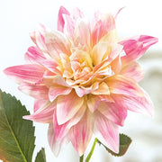 Blush Dahlia Stem - 27"H