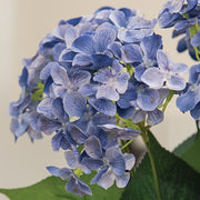 Blue Hydrangea Bush - 17"H