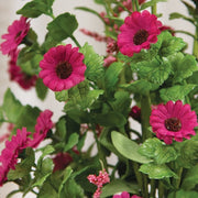 Fuchsia Mini Daisy & Heather Bush - 22"