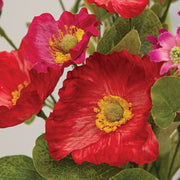 Sunset Poppy & Wildflower Bush - 22"