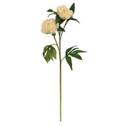Cream Peony Spray - 30"