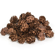 Natural Mini Pinecones (36 Pack)